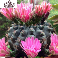 封后绯花玉开花的仙人球盆栽仙人掌室内多肉植物办公室仙人掌多肉盆栽 仙子直径5-7cm[绯花玉不带花苞] 含盆