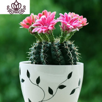 封后绯花玉开花的仙人球盆栽仙人掌室内多肉植物办公室仙人掌多肉盆栽 彩云直径5-7cm[绯花玉不带花苞] 含盆