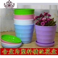 封后绯花玉开花的仙人球盆栽仙人掌室内多肉植物办公室仙人掌多肉盆栽 花盆 不含盆