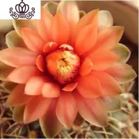 封后绯花玉开花的仙人球盆栽仙人掌室内多肉植物办公室仙人掌多肉盆栽 菊芯直径5-7cm[绯花玉不带花苞] 含盆