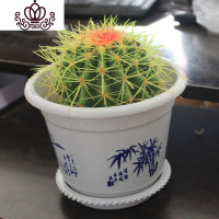 封后绯花玉开花的仙人球盆栽仙人掌室内多肉植物办公室仙人掌多肉盆栽 6cm彩色金琥仙人球 不含盆