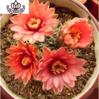 封后绯花玉开花的仙人球盆栽仙人掌室内多肉植物办公室仙人掌多肉盆栽 傲娇直径5-7cm[绯花玉不带花苞] 含盆
