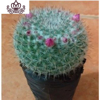 封后绯花玉开花的仙人球盆栽仙人掌室内多肉植物办公室仙人掌多肉盆栽 玉翁直径5-6cm[现在不带花苞] 含盆