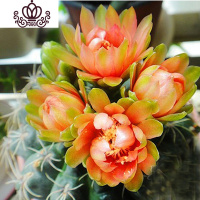 封后绯花玉开花的仙人球盆栽仙人掌室内多肉植物办公室仙人掌多肉盆栽 绿绒直径5-7cm[绯花玉不带花苞] 含盆