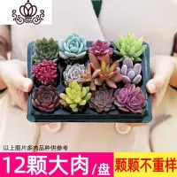 封后多肉植物含盆带土组合盆栽套餐一整箱肉嘟嘟冬季肉肉花卉绿植 12颗多肉不重样 裸根不带土