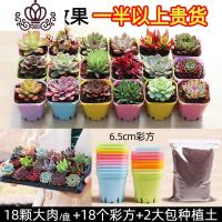 封后多肉植物含盆带土组合盆栽套餐一整箱肉嘟嘟冬季肉肉花卉绿植 18颗多肉+18个彩方+大包土一半以上贵货品种 裸根不带土