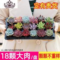 封后多肉植物含盆带土组合盆栽套餐一整箱肉嘟嘟冬季肉肉花卉绿植 18颗多肉不重样定有贵货 裸根不带土