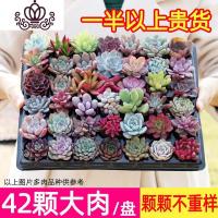 封后多肉植物含盆带土组合盆栽套餐一整箱肉嘟嘟冬季肉肉花卉绿植 42颗多肉不重样一半以上贵货品种 裸根不带土