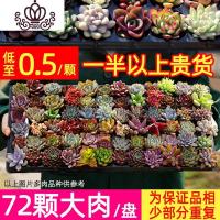 封后多肉植物含盆带土组合盆栽套餐一整箱肉嘟嘟冬季肉肉花卉绿植 72颗多肉一半以上贵货品种 裸根不带土