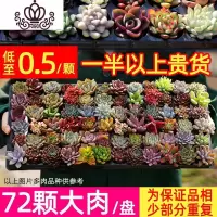封后多肉植物含盆带土组合盆栽套餐一整箱肉嘟嘟冬季肉肉花卉绿植 72颗多肉一半以上贵货品种 裸根不带土