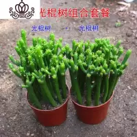 封后光棍树 绿珊瑚棒 绿玉树多肉植物组合盆栽套餐 多头整盆栽好 光棍树*2盆(如图带盆栽好) 带盆栽好