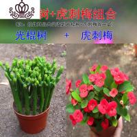 封后光棍树 绿珊瑚棒 绿玉树多肉植物组合盆栽套餐 多头整盆栽好 光棍树+虎刺梅(如图带盆栽好) 带盆栽好