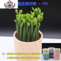 封后光棍树 绿珊瑚棒 绿玉树多肉植物组合盆栽套餐 多头整盆栽好 光棍树陶瓷盆款F01 带盆栽好
