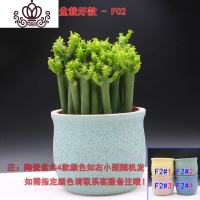 封后光棍树 绿珊瑚棒 绿玉树多肉植物组合盆栽套餐 多头整盆栽好 光棍树陶瓷盆款F02 带盆栽好