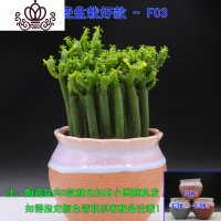 封后光棍树 绿珊瑚棒 绿玉树多肉植物组合盆栽套餐 多头整盆栽好 光棍树陶瓷盆款F03 带盆栽好