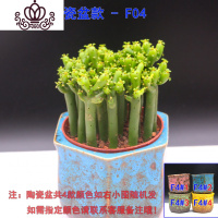 封后光棍树 绿珊瑚棒 绿玉树多肉植物组合盆栽套餐 多头整盆栽好 光棍树陶瓷盆款F04 带盆栽好