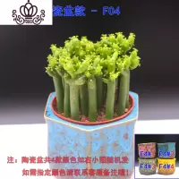 封后光棍树 绿珊瑚棒 绿玉树多肉植物组合盆栽套餐 多头整盆栽好 光棍树陶瓷盆款F04 带盆栽好