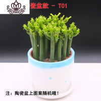 封后光棍树 绿珊瑚棒 绿玉树多肉植物组合盆栽套餐 多头整盆栽好 光棍树陶瓷盆款T01 带盆栽好