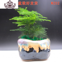 封后光棍树 绿珊瑚棒 绿玉树多肉植物组合盆栽套餐 多头整盆栽好 文竹陶瓷盆款WZ02 带盆栽好