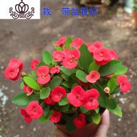 封后光棍树 绿珊瑚棒 绿玉树多肉植物组合盆栽套餐 多头整盆栽好 虎刺梅(如图带盆栽好) 带盆栽好