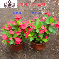 封后光棍树 绿珊瑚棒 绿玉树多肉植物组合盆栽套餐 多头整盆栽好 虎刺梅*2盆(如图带盆栽好) 带盆栽好