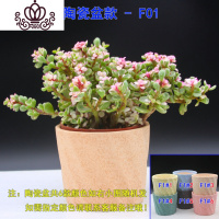 封后光棍树 绿珊瑚棒 绿玉树多肉植物组合盆栽套餐 多头整盆栽好 雅乐之舞陶瓷盆F01 带盆栽好