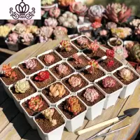 封后多肉植物新手组合套餐含盆带土办公室绿植盆栽云南萌肉肉花卉 20颗+3包土+1包铺面+20个塑料盆 裸根不带土