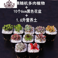 封后多肉植物组合盆栽新手肉肉套餐稀有品种老桩生石花玉露桃蛋 10颗不重复肉肉,送盆送土 裸根不带土