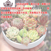 封后多肉植物组合盆栽新手肉肉套餐稀有品种老桩生石花玉露桃蛋 20颗肉肉随机发,无盆无土 裸根不带土
