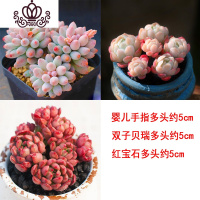 封后多肉植物组合盆栽新手肉肉套餐稀有品种老桩生石花玉露桃蛋 3颗精选多头肉肉,如图 裸根不带土