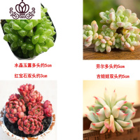 封后多肉植物组合盆栽新手肉肉套餐稀有品种老桩生石花玉露桃蛋 4颗多头肉肉,如图 裸根不带土