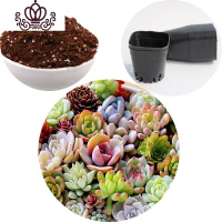 封后多肉植物组合盆栽新手肉肉套餐稀有品种老桩生石花玉露桃蛋 6颗随机肉肉约5cm,带盆发 裸根不带土