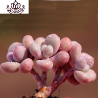 封后多肉植物组合盆栽新手肉肉套餐稀有品种老桩生石花玉露桃蛋 三头桃蛋,约3cm,5颗 裸根不带土