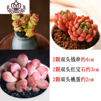 封后多肉植物组合盆栽新手肉肉套餐稀有品种老桩生石花玉露桃蛋 双头(桃蛋+钱串+红宝石)各2颗 裸根不带土