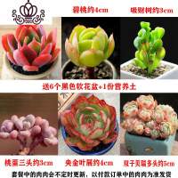 封后多肉植物组合盆栽新手肉肉套餐稀有品种老桩生石花玉露桃蛋 套餐3,如图6颗精选肉肉送盆送土 裸根不带土