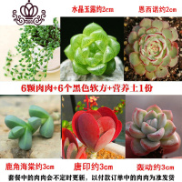 封后多肉植物组合盆栽新手肉肉套餐稀有品种老桩生石花玉露桃蛋 套餐A,如图6颗,送盆送土 裸根不带土