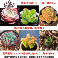 封后多肉植物组合盆栽新手肉肉套餐稀有品种老桩生石花玉露桃蛋 套餐C,如图6颗,送盆送土 裸根不带土
