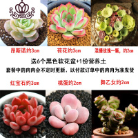 封后多肉植物组合盆栽新手肉肉套餐稀有品种老桩生石花玉露桃蛋 套餐D,如图6颗,送盆送土 裸根不带土