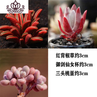 封后多肉植物组合盆栽新手肉肉套餐稀有品种老桩生石花玉露桃蛋 御剑仙女杯+红背椒草+桃蛋各1颗 裸根不带土