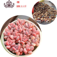 封后多肉植物组合盆栽新手肉肉套餐稀有品种老桩生石花玉露桃蛋 桃蛋约2cm,10颗送颗粒土1斤 裸根不带土