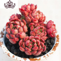 封后多肉植物组合盆栽新手肉肉套餐稀有品种老桩生石花玉露桃蛋 红宝石双头以上约3cm,5颗 裸根不带土