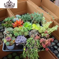 封后多肉植物组合盆栽肉肉植物一整箱含盆带土种好发货大颗老桩批發 3盆小老桩不重复[10厘米盆] 带盆栽好