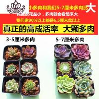 封后多肉植物组合盆栽肉肉植物一整箱含盆带土种好发货大颗老桩批發 40盆10品种[5-7厘米多肉] 带盆栽好