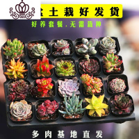 封后多肉植物组合盆栽肉肉植物一整箱含盆带土种好发货大颗老桩批發 40盆30个品种[5-7厘米多肉] 带盆栽好