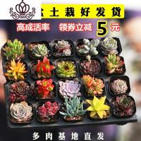 封后多肉植物组合盆栽肉肉植物一整箱含盆带土种好发货大颗老桩批發 [批发]200盆10个品种 带盆栽好