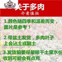 封后多肉植物组合盆栽肉肉植物一整箱含盆带土种好发货大颗老桩批發 [批发]200盆20个品种 带盆栽好