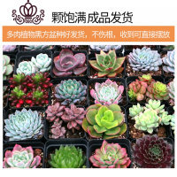 封后多肉植物组合盆栽肉肉植物一整箱含盆带土种好发货大颗老桩批發 大颗5-7厘米]20盆+送白石子 带盆栽好