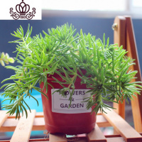 封后多肉植物组合盆栽肉肉植物一整箱含盆带土种好发货大颗老桩批發 4盆佛甲草[10厘米盆]送标签纸 带盆栽好