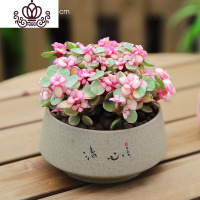 封后金枝玉叶盆栽造型老桩罕见多肉植物稀有品种大株肉肉花卉新款盆景 雅乐之舞[清心] 含盆