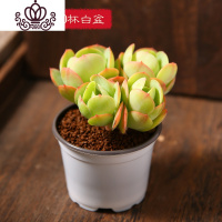 封后云南直发多肉植物组合盆栽大株肉肉植物花卉盆栽含盆带土种好发货 碧桃群生(90杯白盆) 带盆栽好